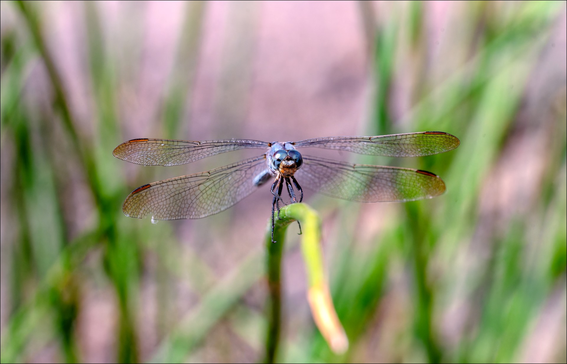 Face à moi DSC 0101